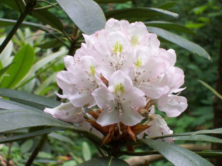rosebay rhododendron